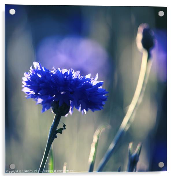 Beautiful backlit blue cornflower bloom Acrylic by Imladris 