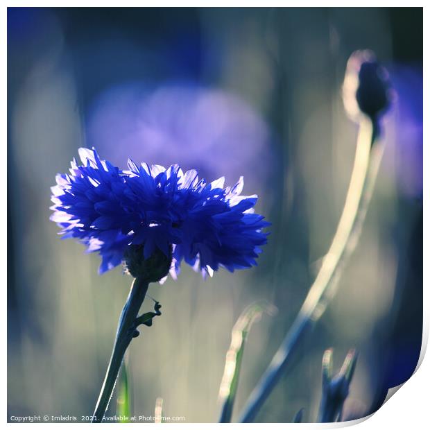 Beautiful backlit blue cornflower bloom Print by Imladris 