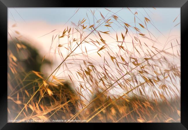 Wild grasses on the shoreline  Framed Print by Travel and Pixels 