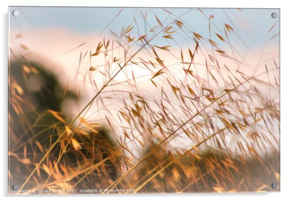 Wild grasses on the shoreline  Acrylic by Stuart Chard