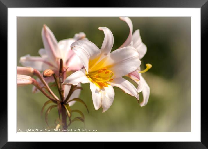 Regal Lilly Framed Mounted Print by Travel and Pixels 