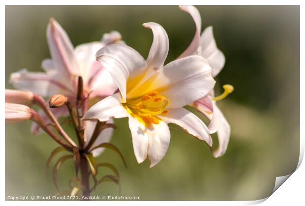 Regal Lilly Print by Stuart Chard