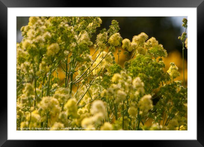 Meadow Rue Framed Mounted Print by Travel and Pixels 