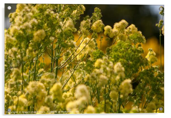 Meadow Rue Acrylic by Travel and Pixels 