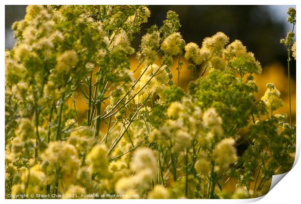 Meadow Rue Print by Travel and Pixels 
