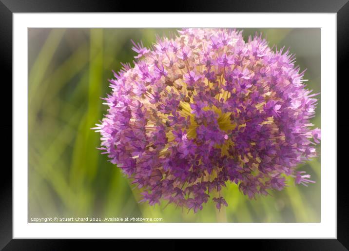 Giant pink allium flower Framed Mounted Print by Travel and Pixels 