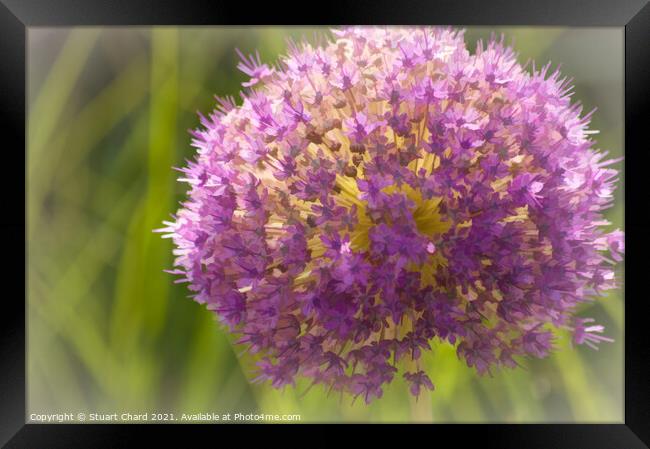 Giant pink allium flower Framed Print by Travel and Pixels 