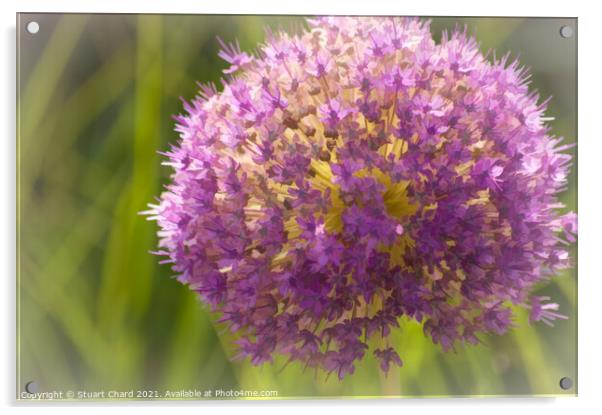 Giant pink allium flower Acrylic by Travel and Pixels 