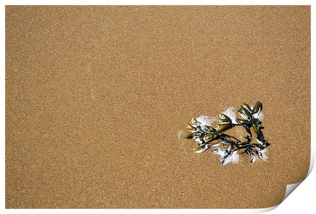 Simply Seaweed Print by Donna Collett