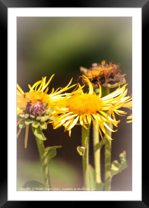 Yellow Oxeye Daisies Framed Mounted Print by Travel and Pixels 