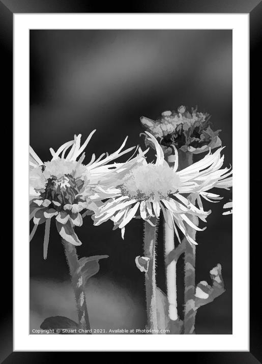 Oxeye daisies monochrome image Framed Mounted Print by Stuart Chard