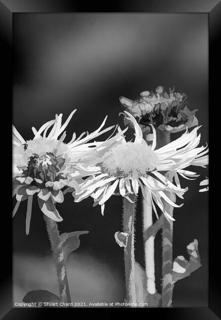 Oxeye daisies monochrome image Framed Print by Stuart Chard