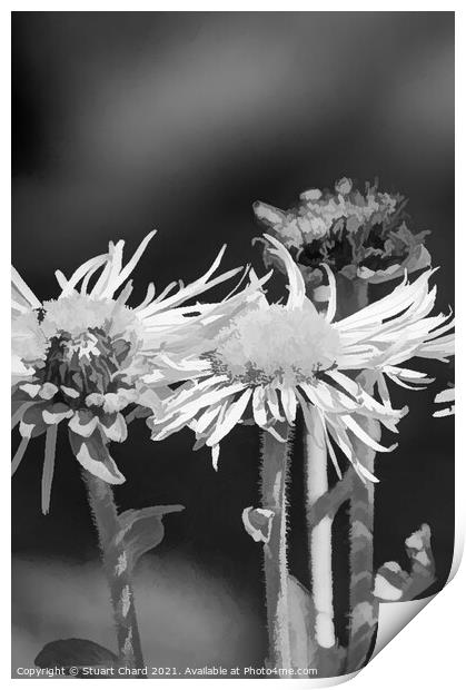 Oxeye daisies monochrome image Print by Stuart Chard