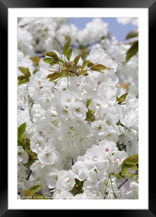 Cherry Blossom in Spring  Framed Mounted Print by Heidi Stewart