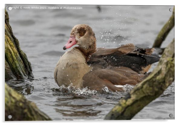 Egyptian goose splashing about Acrylic by Kevin White
