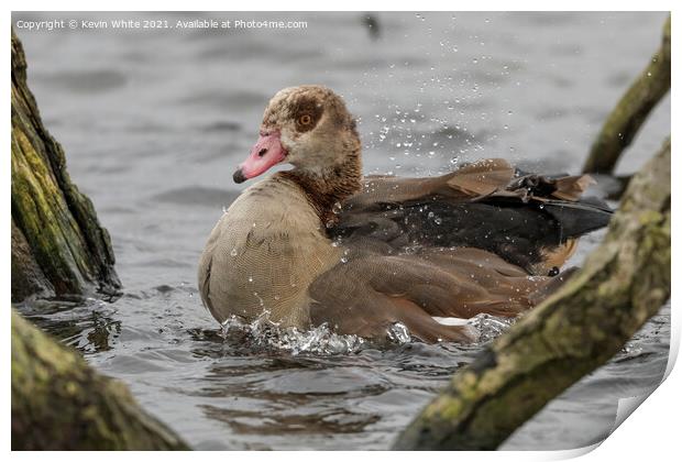 Egyptian goose splashing about Print by Kevin White