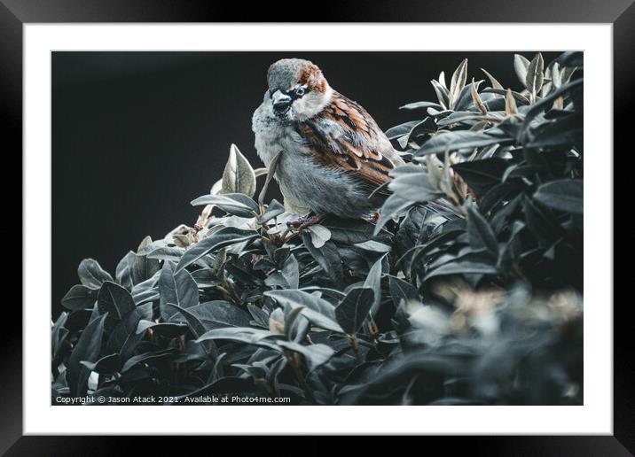 Sparrow Framed Mounted Print by Jason Atack