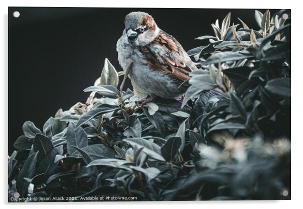 Sparrow Acrylic by Jason Atack