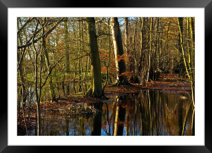 Flooded Woodland Framed Mounted Print by Jim Jones