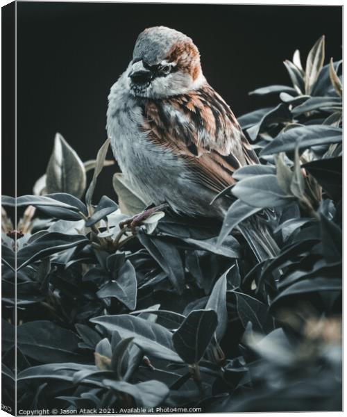 Sparrow Canvas Print by Jason Atack