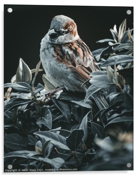 Sparrow Acrylic by Jason Atack