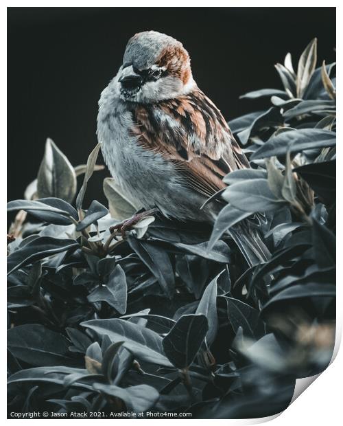 Sparrow Print by Jason Atack