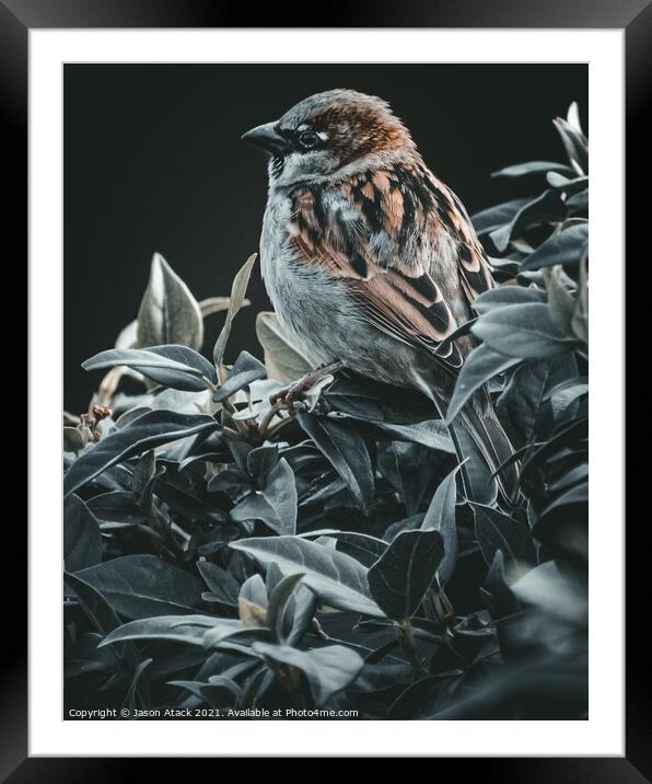 Sparrow Framed Mounted Print by Jason Atack