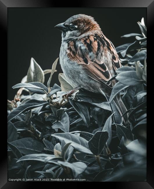 Sparrow Framed Print by Jason Atack
