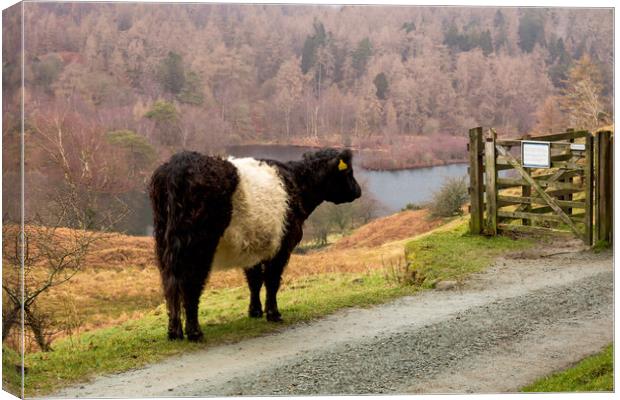 Belted Galloway at Tarn Hows Canvas Print by Roger Green