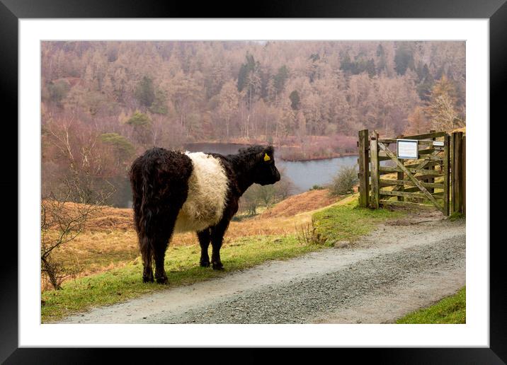 Belted Galloway at Tarn Hows Framed Mounted Print by Roger Green