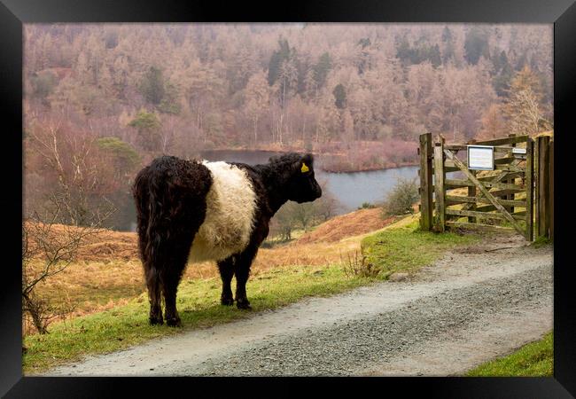 Belted Galloway at Tarn Hows Framed Print by Roger Green