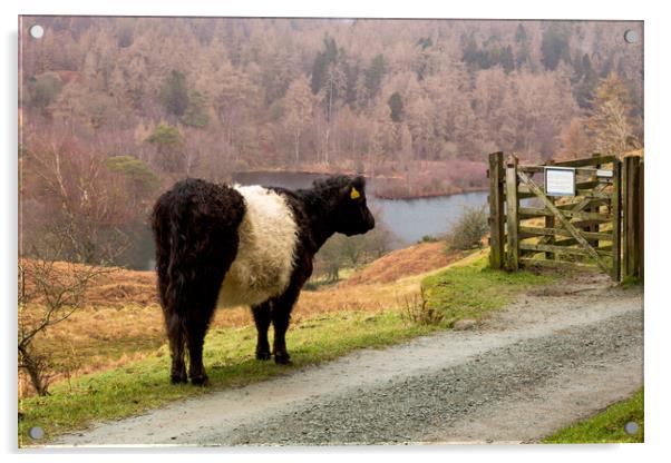 Belted Galloway at Tarn Hows Acrylic by Roger Green