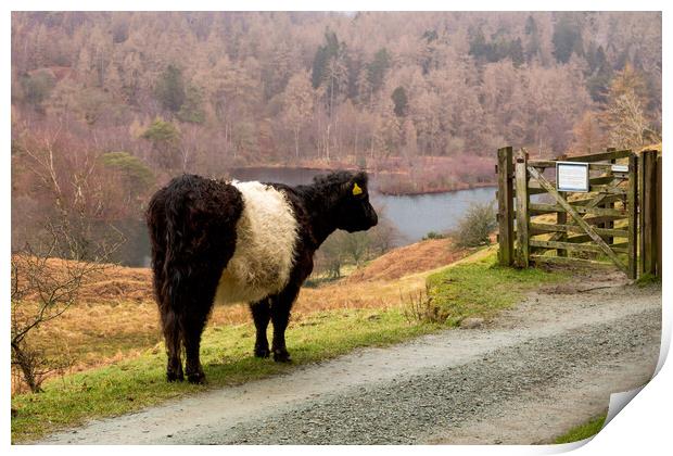 Belted Galloway at Tarn Hows Print by Roger Green
