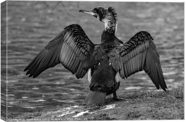 Cormorant in Black and White Canvas Print by Mark Ward