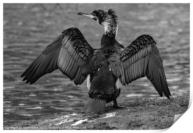 Cormorant in Black and White Print by Mark Ward