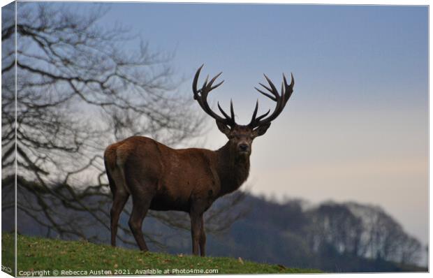 A Stag standing proud in his natural habitat  Canvas Print by Rebecca Austen