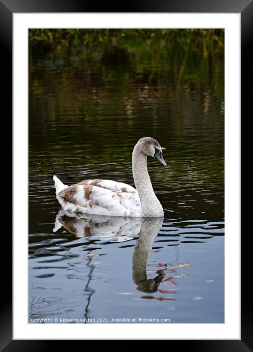 Swan reflection Framed Mounted Print by Rebecca Austen