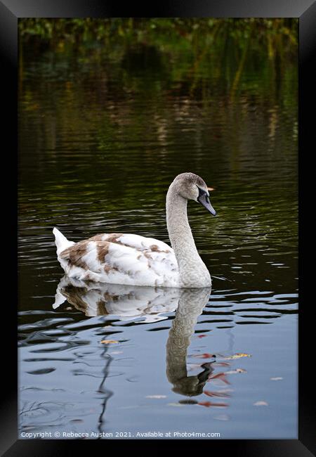 Swan reflection Framed Print by Rebecca Austen