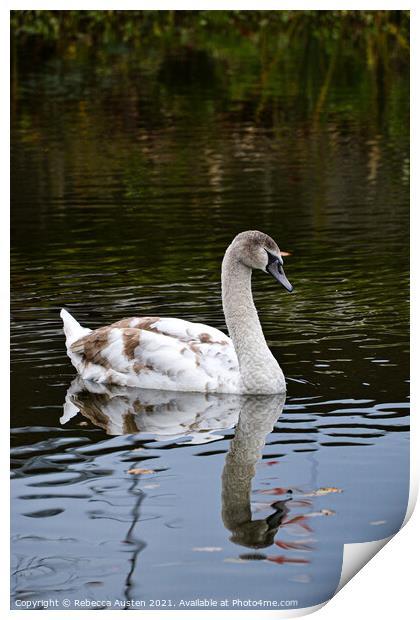 Swan reflection Print by Rebecca Austen