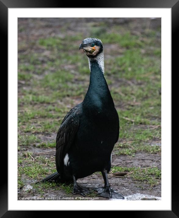 Face to Face with a Cormorant. Framed Mounted Print by Mark Ward