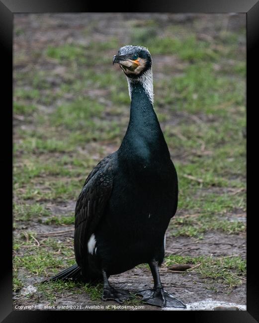 Face to Face with a Cormorant. Framed Print by Mark Ward