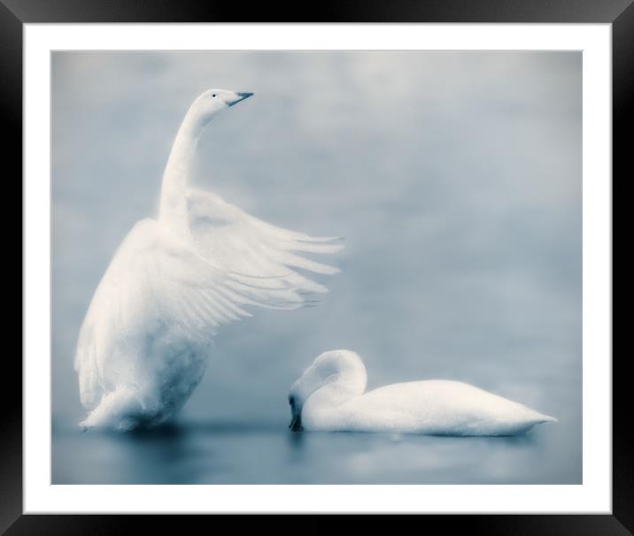 Swan Lake Framed Mounted Print by Mike Sherman Photog