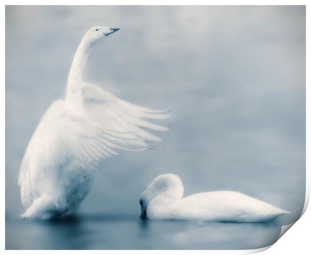 Swan Lake Print by Mike Sherman Photog