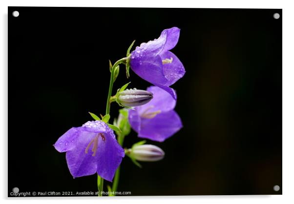 Purple Campanula  Acrylic by Paul Clifton