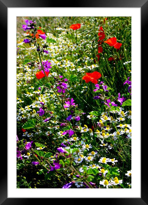 Wildflowers in a hedgerow Framed Mounted Print by Oxon Images