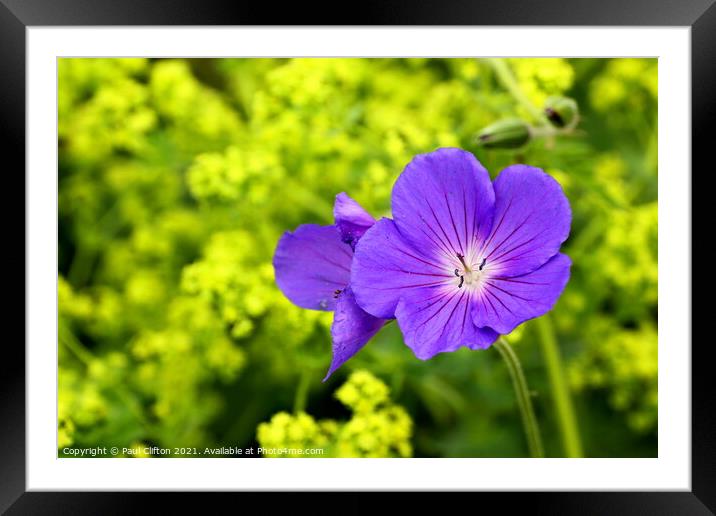 Purple geranium flowers Framed Mounted Print by Paul Clifton