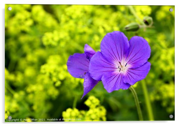 Purple geranium flowers Acrylic by Paul Clifton