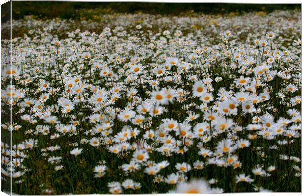 A Field of wild daisies Canvas Print by Oxon Images
