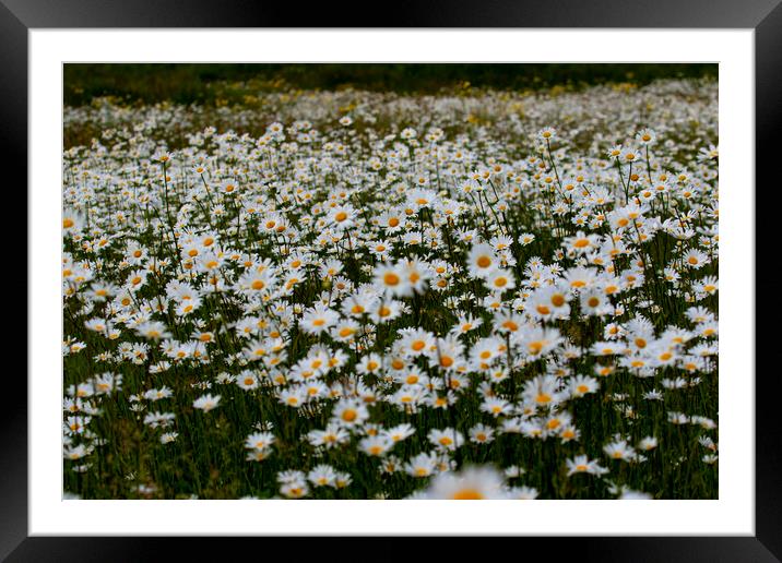 A Field of wild daisies Framed Mounted Print by Oxon Images