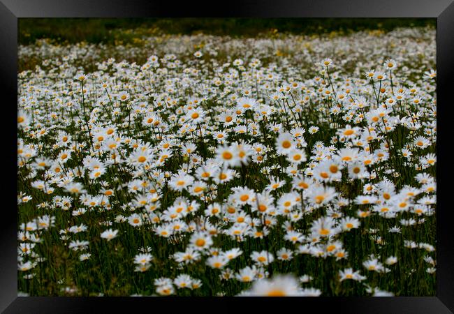 A Field of wild daisies Framed Print by Oxon Images